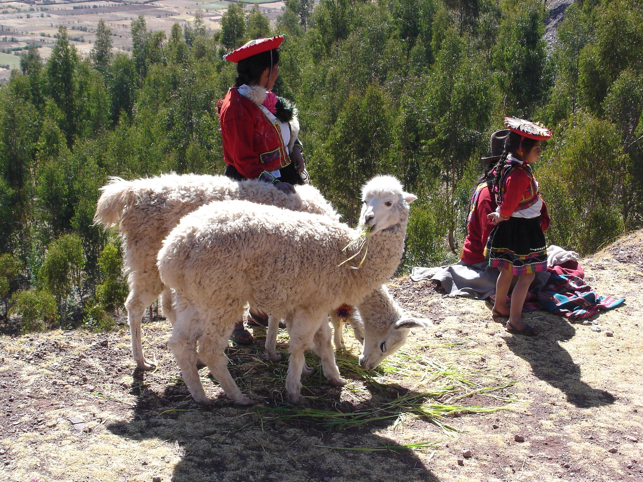 Raymi Peru Raymi Peru